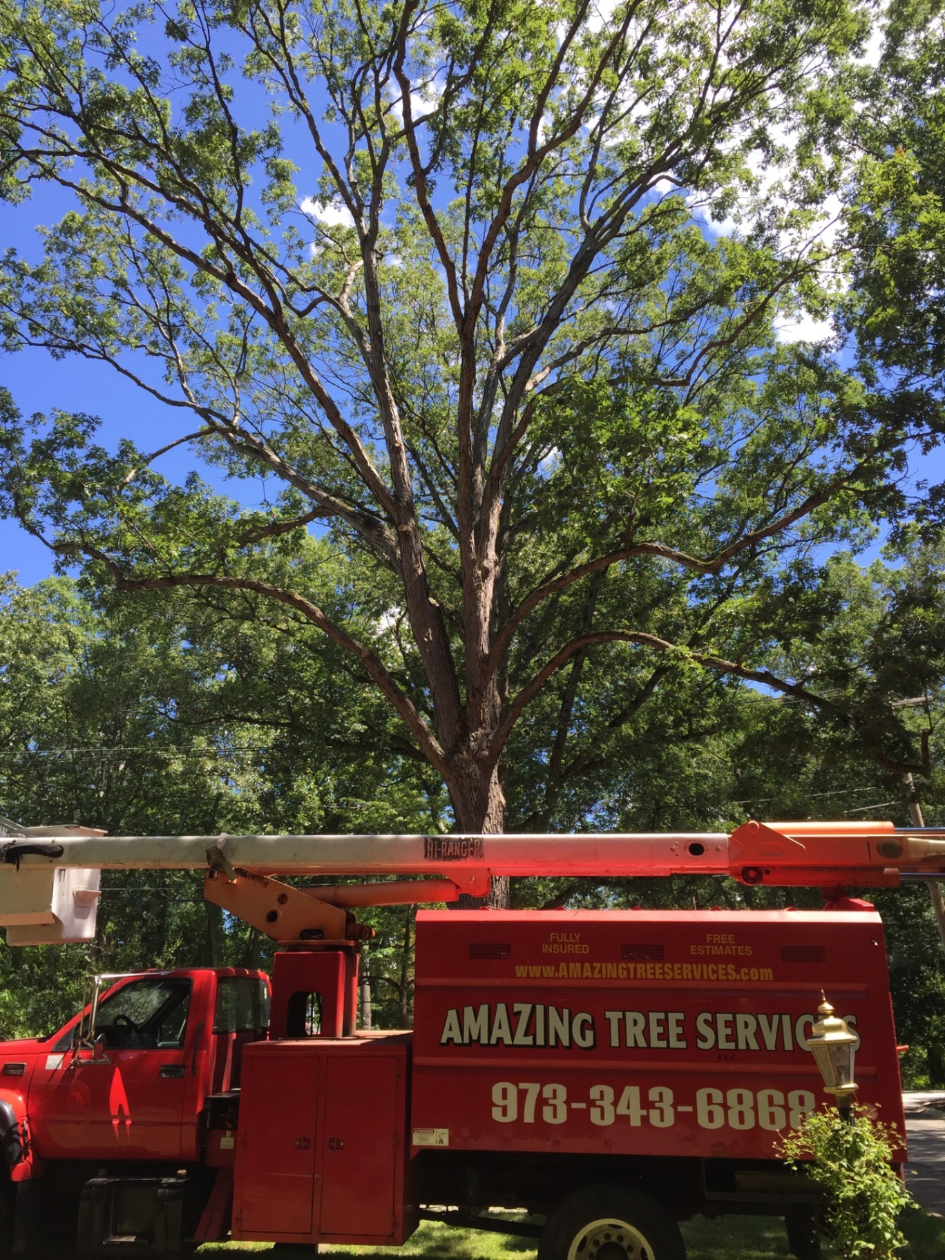 Amazing Tree Services bucket truck positioned for large tree service job in New Jersey