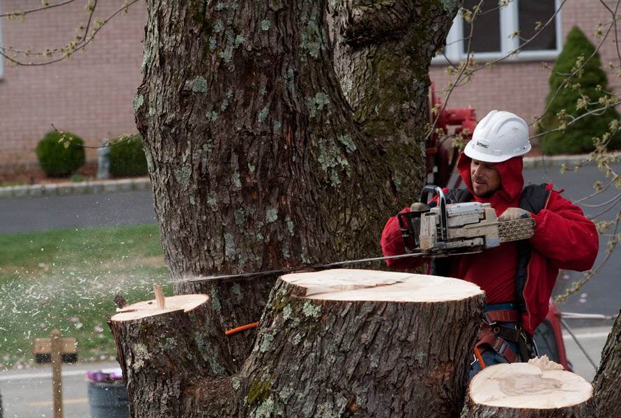Tree climber with chainsaw cutting trunk during removal