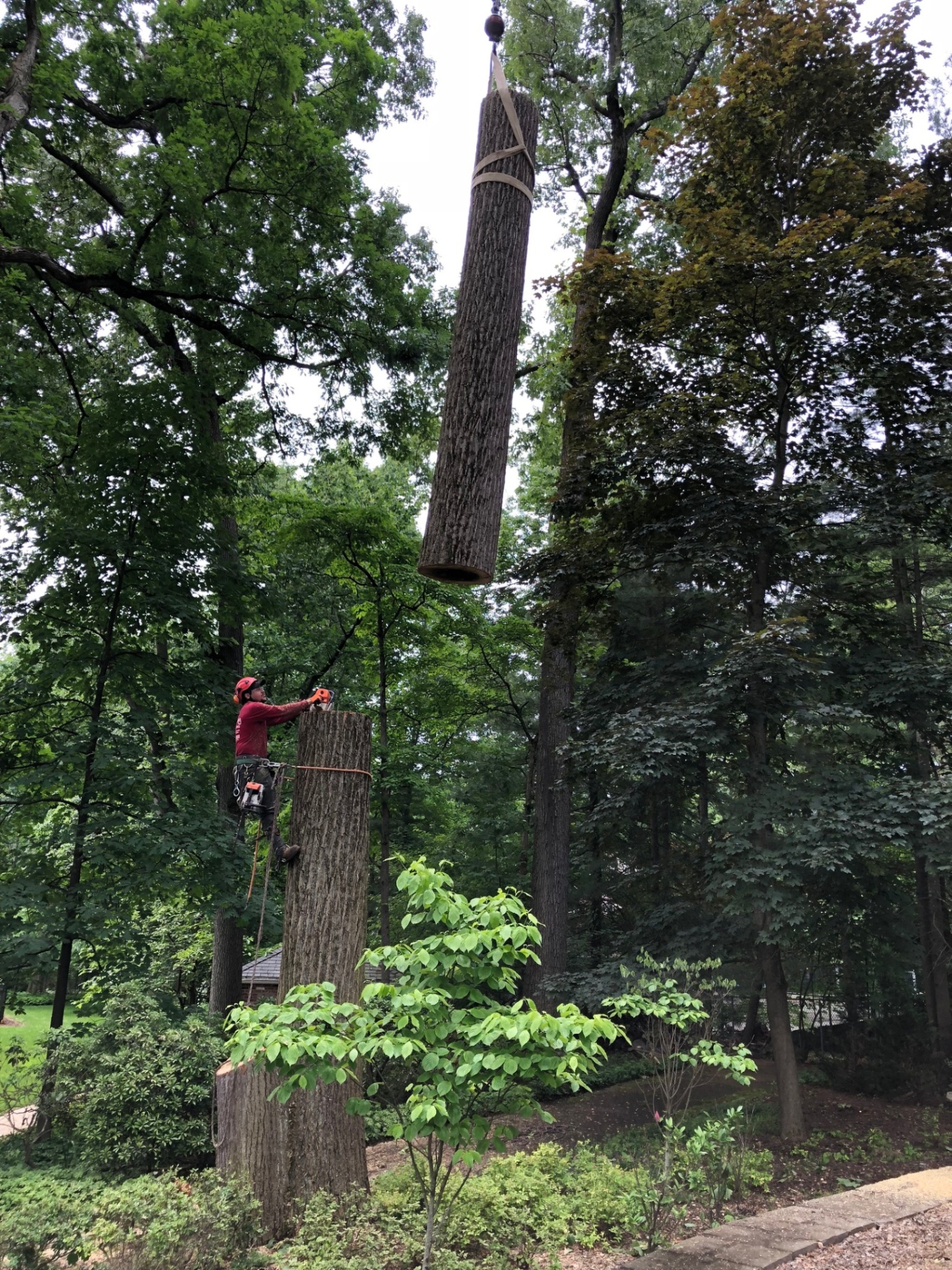 Climber cutting trunk section lifted by crane
