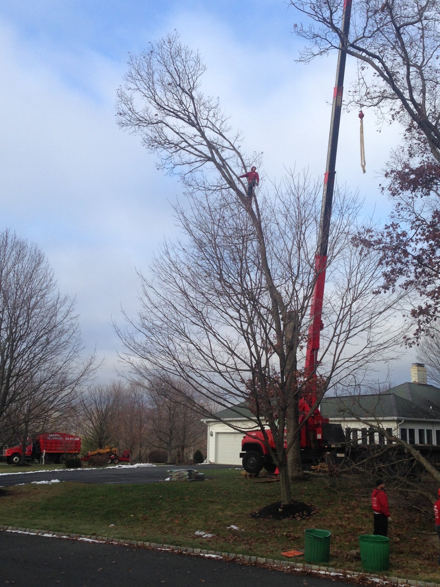 Crane assisted tree removal on residential property in NJ
