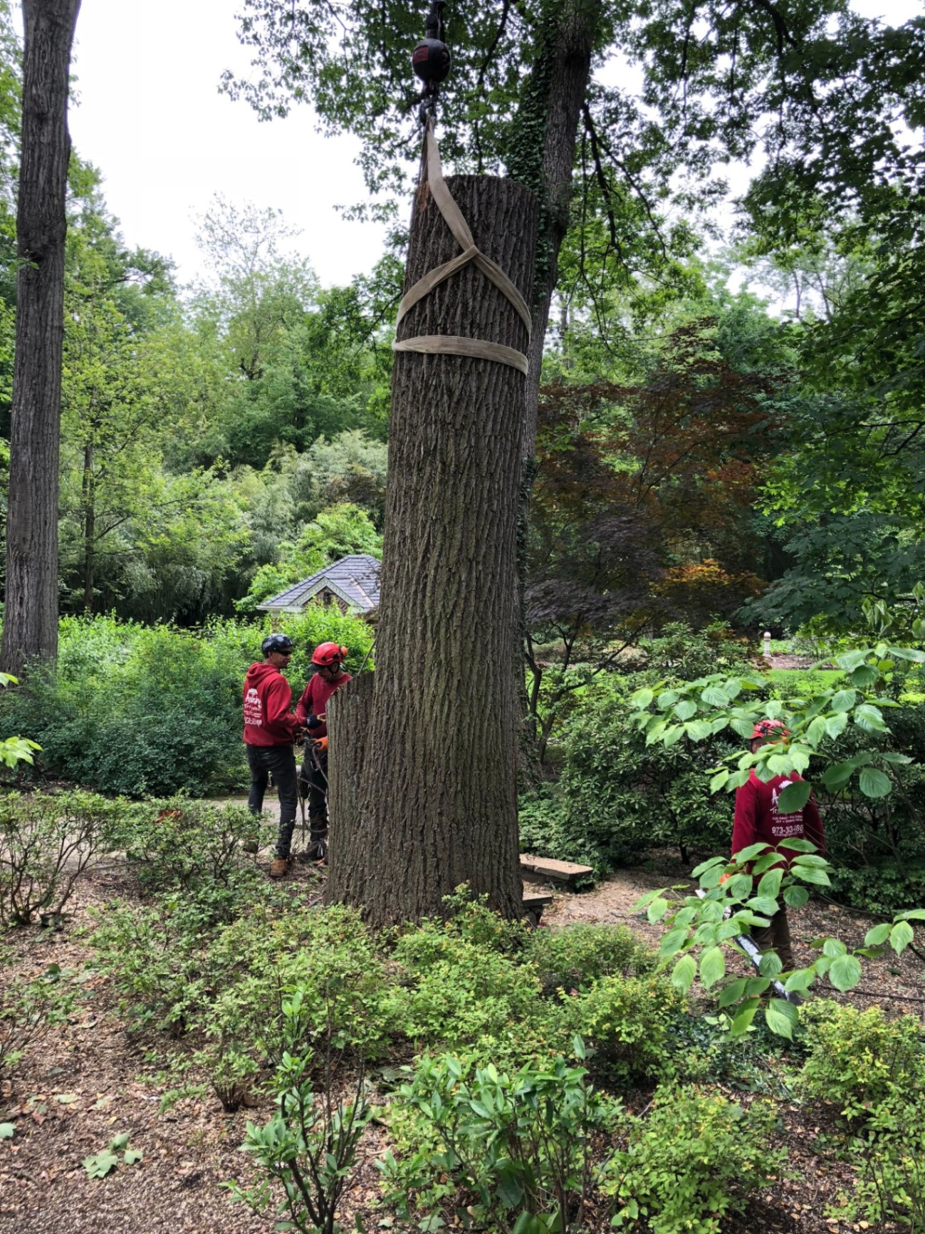 Crew rigging large oak for crane removal on estate
