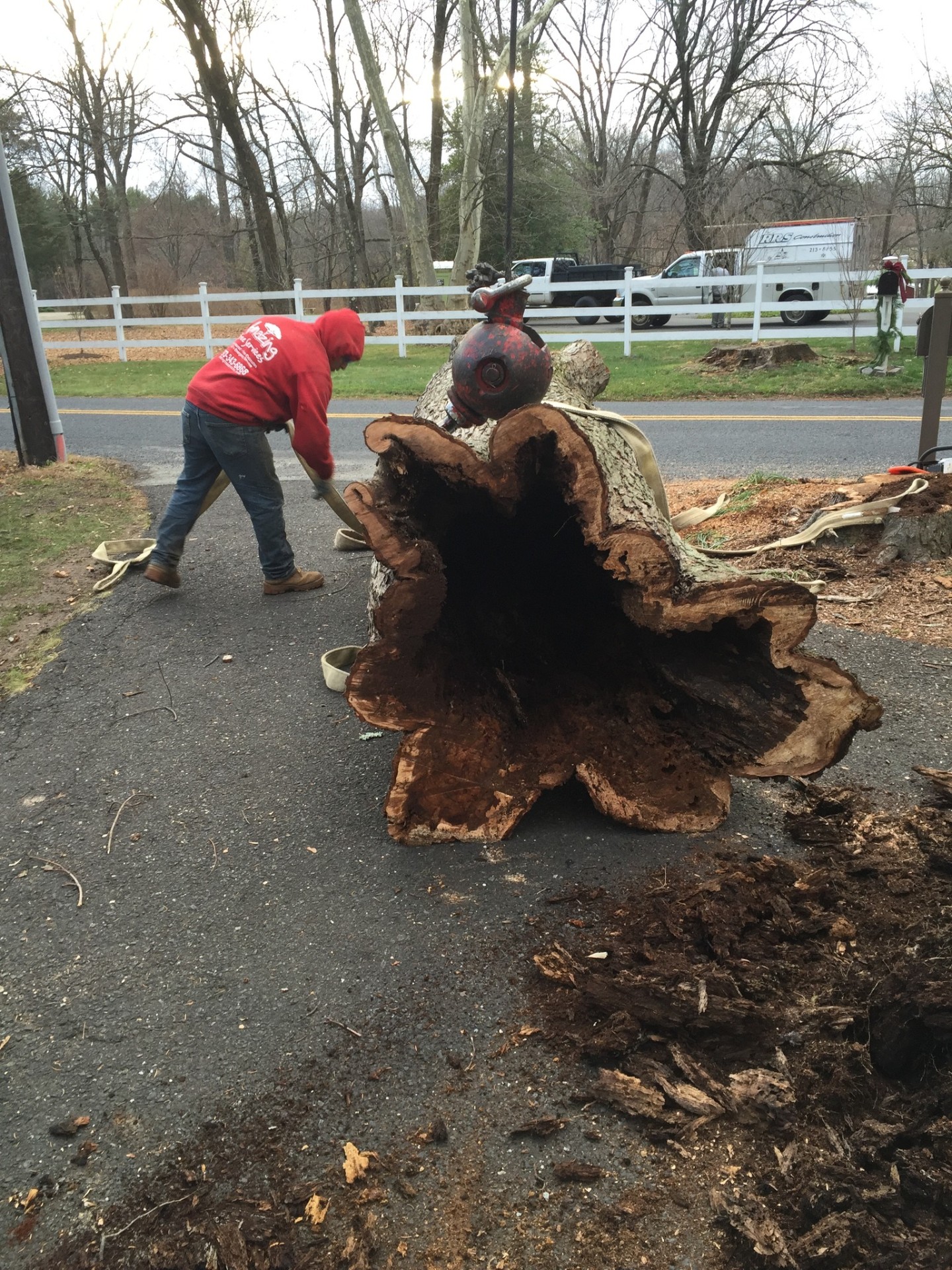Large hollow tree trunk removal by Amazing Tree Services
