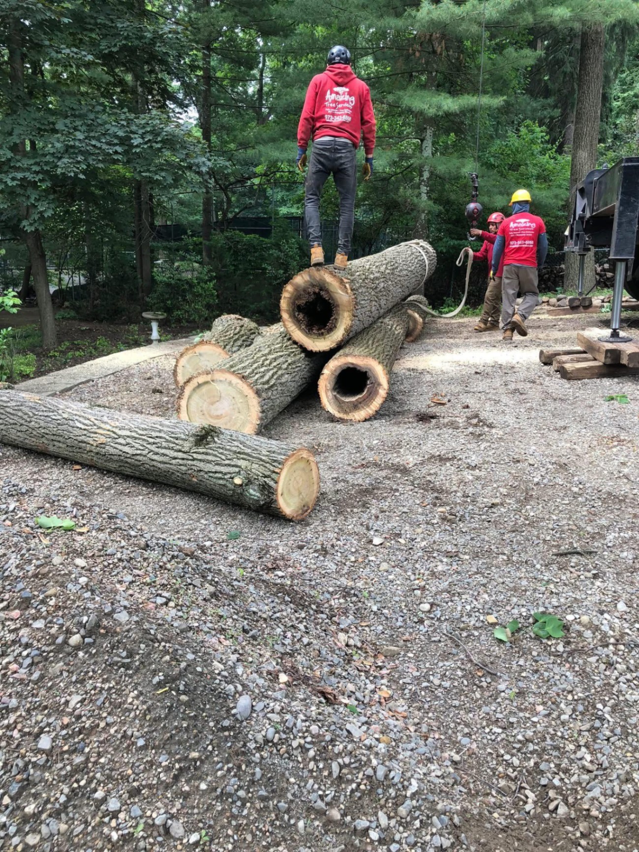 Log truck with knuckle boom loading tree trunks