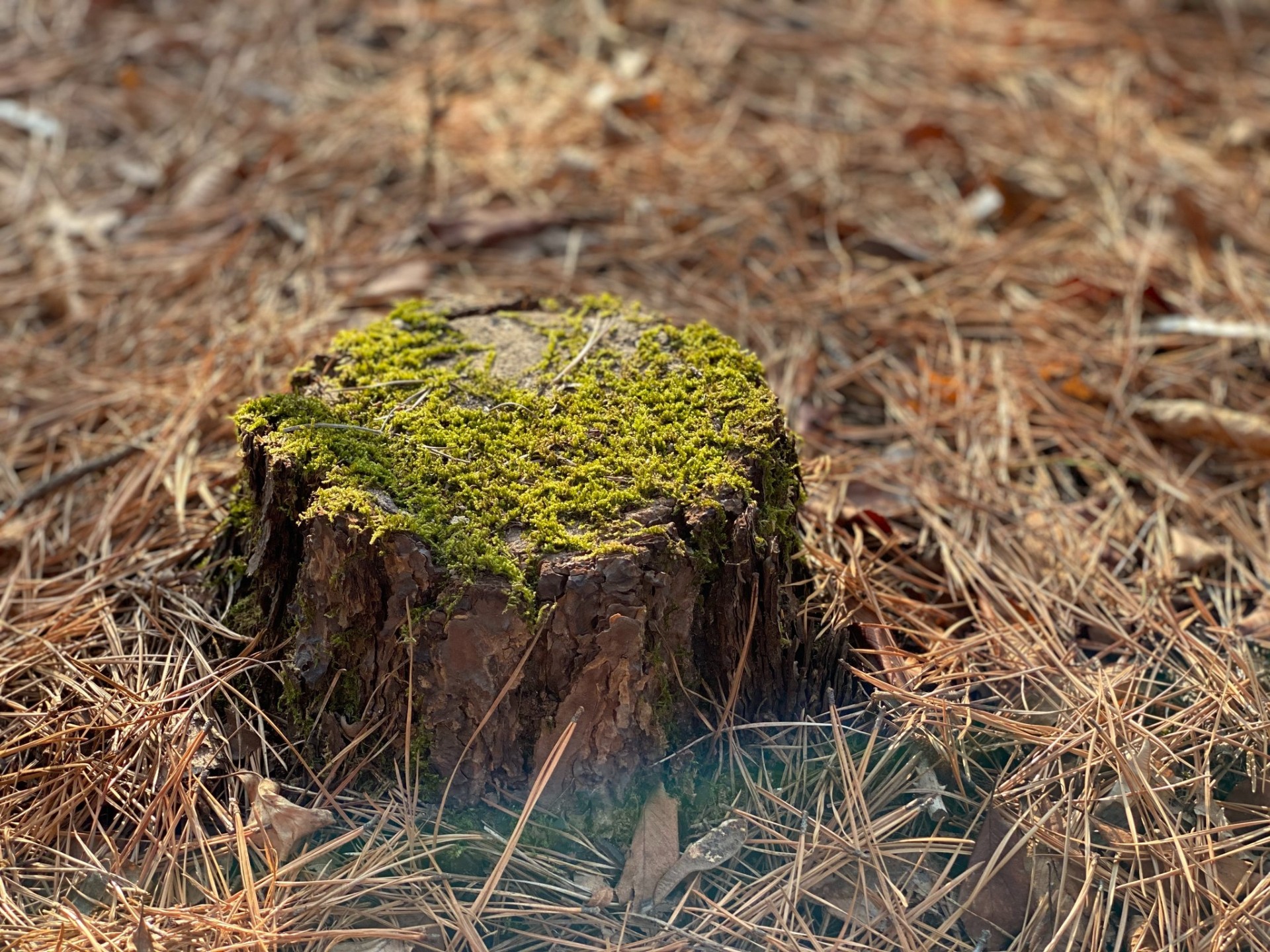 Moss covered tree stump before grinding