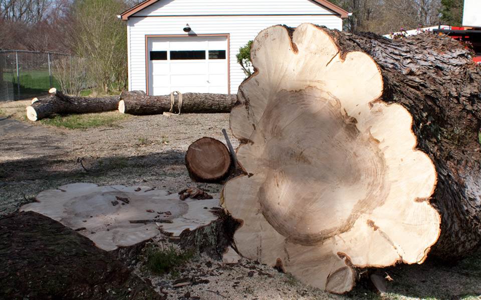 Large oak tree trunk cross section after removal by Amazing Tree Services in NJ