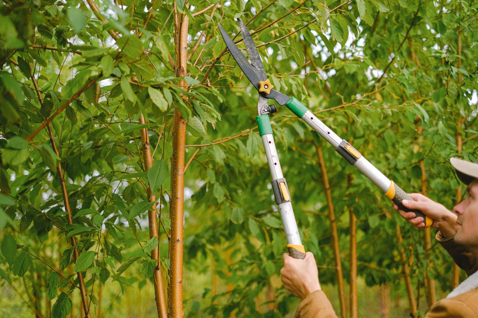 Professional tree pruning with long handled loppers