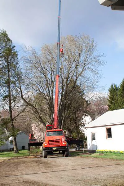 Tree Service Examples  - Image 1