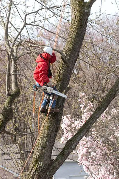 Tree Service Examples  - Image 10