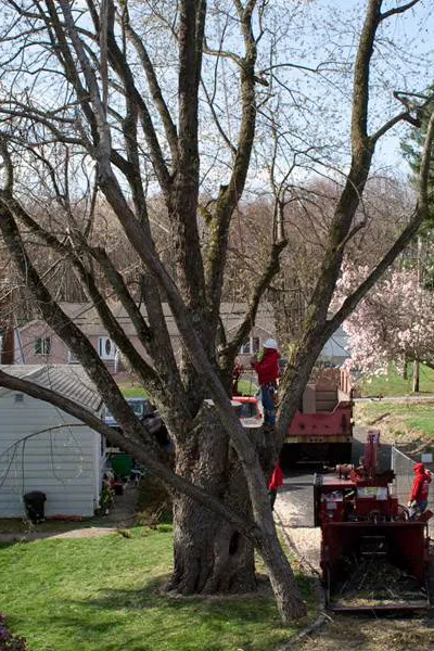 Tree Service Examples  - Image 11