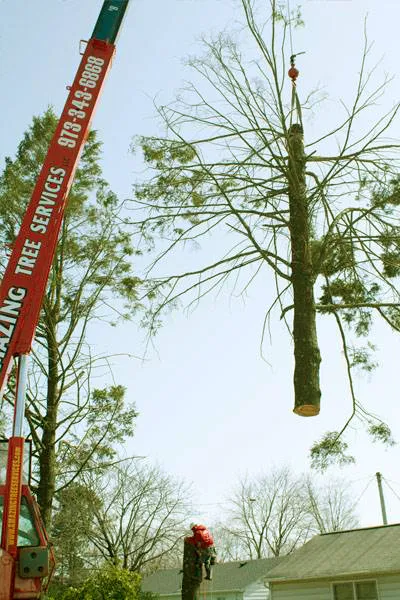 Tree Service Examples  - Image 12