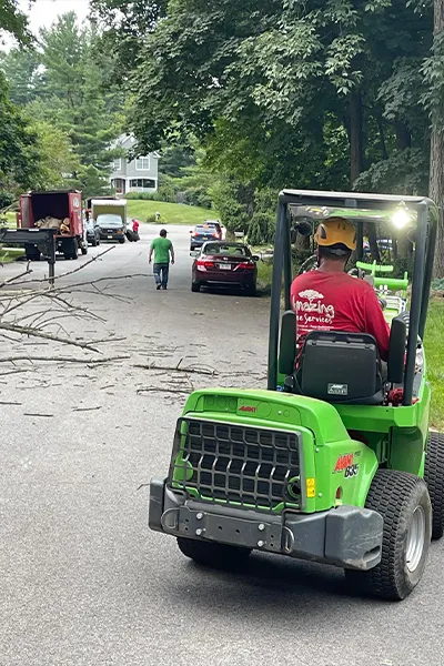 Tree Service Examples  - Image 15