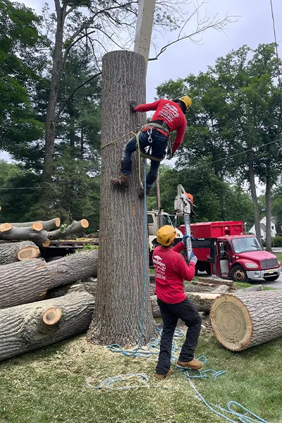 Tree Service Examples  - Image 16