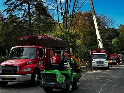 Tree Service Examples  - Image 17