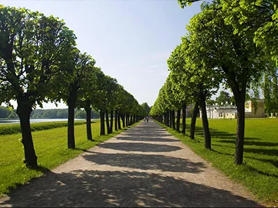 Tree Service Examples  - Image 18