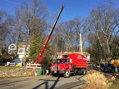 Tree Service Examples  - Image 19