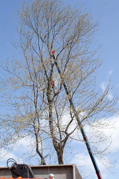 Tree Service Examples  - Image 2