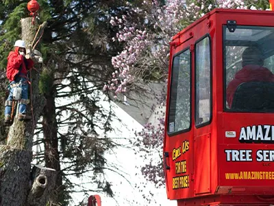 Tree Service Examples  - Image 23