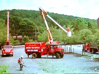 Tree Service Examples  - Image 24