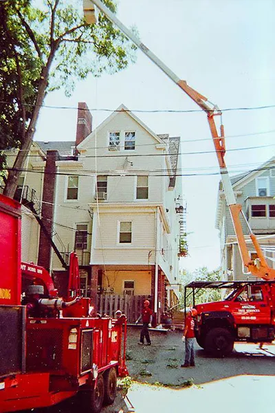 Tree Service Examples  - Image 3