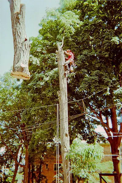 Tree Service Examples  - Image 4