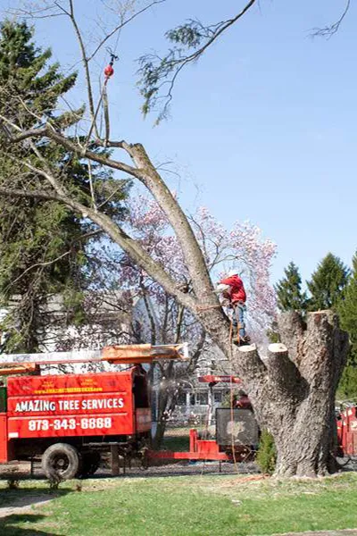 Tree Service Examples  - Image 7