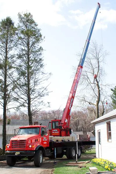 Tree Service Examples  - Image 9