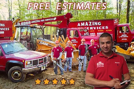 Tree Services in North NJ - image