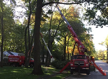 Tree Service Contractors  image