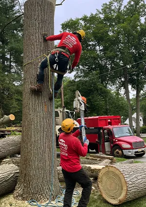 Tree Service Services