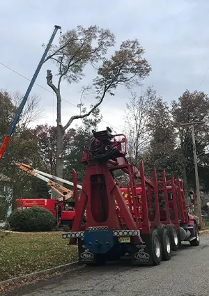 Commercial Tree Service Services
