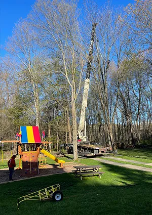 Tree Maintenance Services