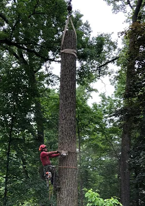 Pine Tree Removal in NJ - pic