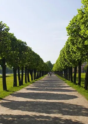 Birch Tree Removal in NJ - pic