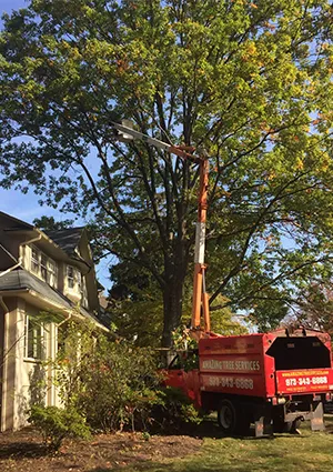 Ash Tree Removal in NJ - pic