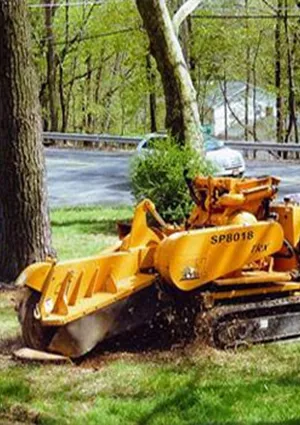 Poplar Tree Removal in NJ - pic