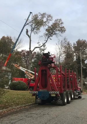 Dogwood Tree Removal in NJ - pic