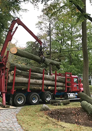 Land Clearing in NJ - pic